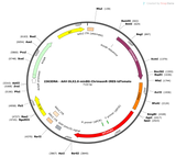 AAV-DLX2.0-minBG-ChrimsonR-IRES-tdTomato