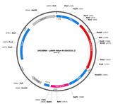 AAV-hSyn-R-iLACCO1.2