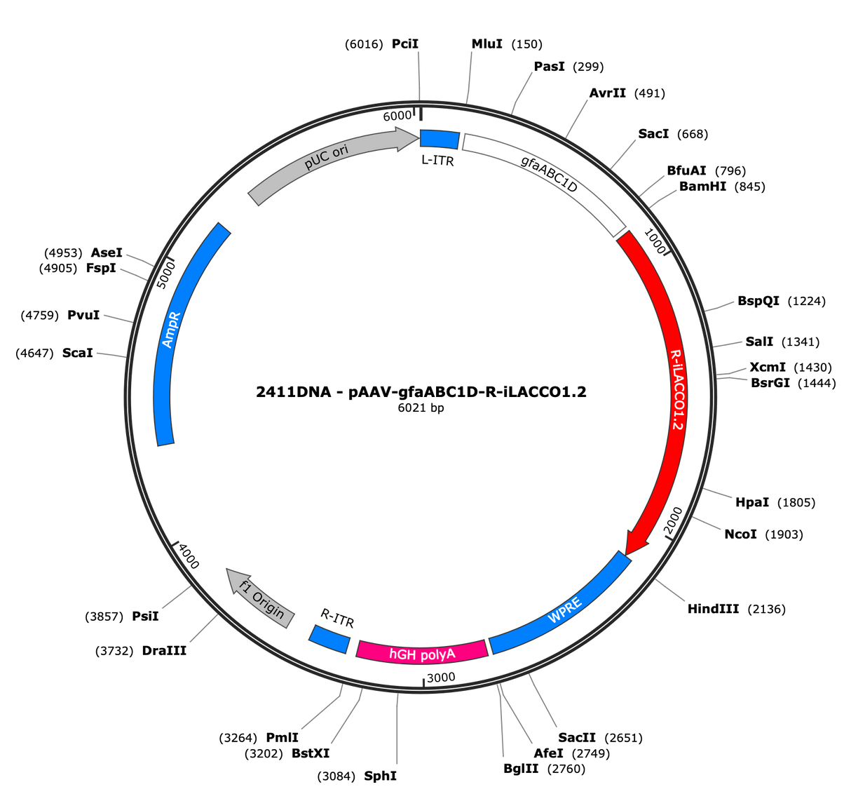 AAV-gfaABC1D-R-iLACCO1.2