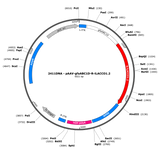 AAV-gfaABC1D-R-iLACCO1.2