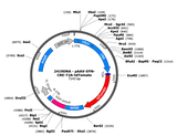AAV-Syn-Cre-T2A-tdTomato