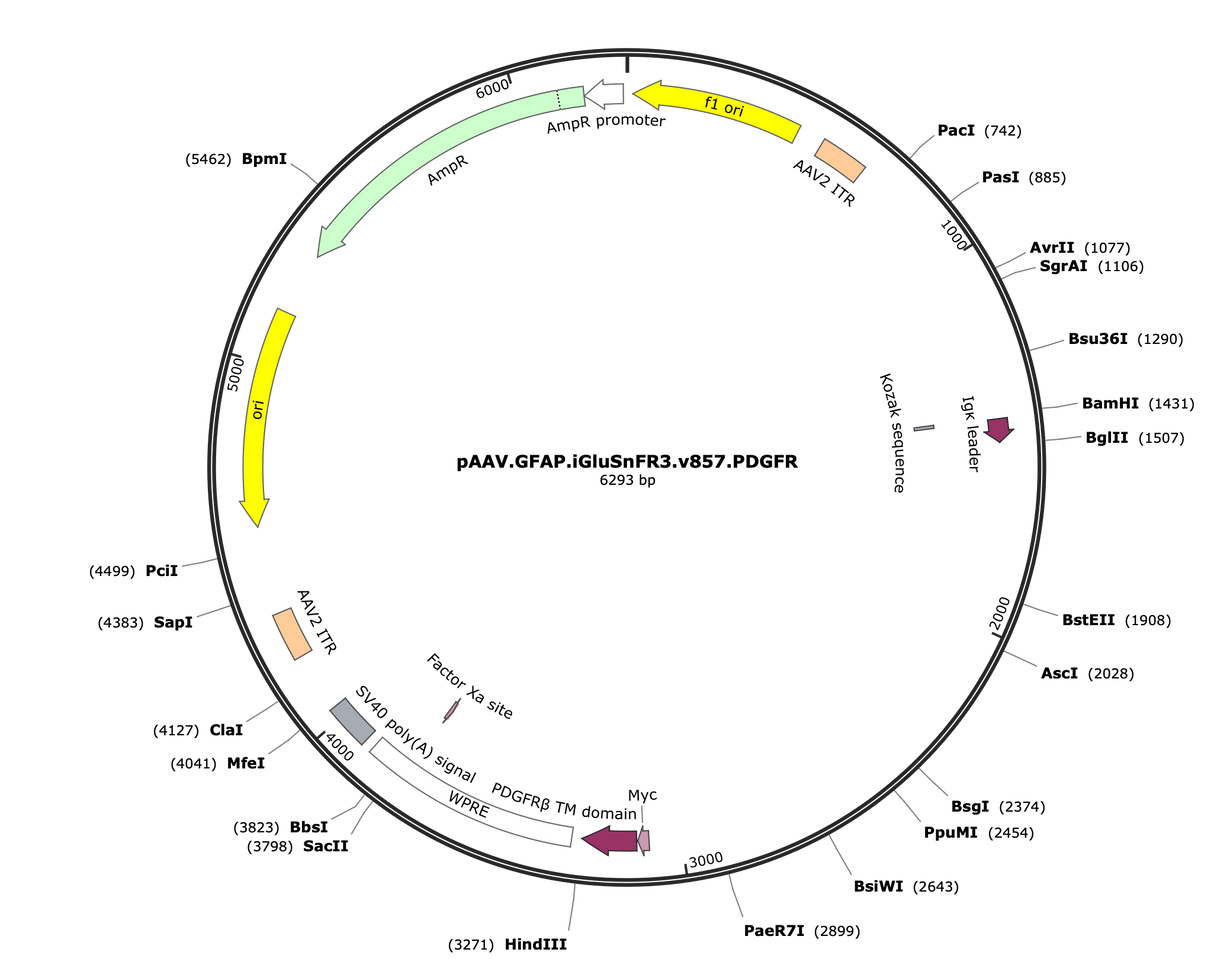 AAV-gfaABC1D-iGluSnFR3-V857-PDGFR