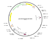 AAV-gfaABC1D-iGluSnFR3-V857-PDGFR
