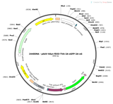AAV-hSyn-fDIO-TVA-P2A-EGFP-2A-oG