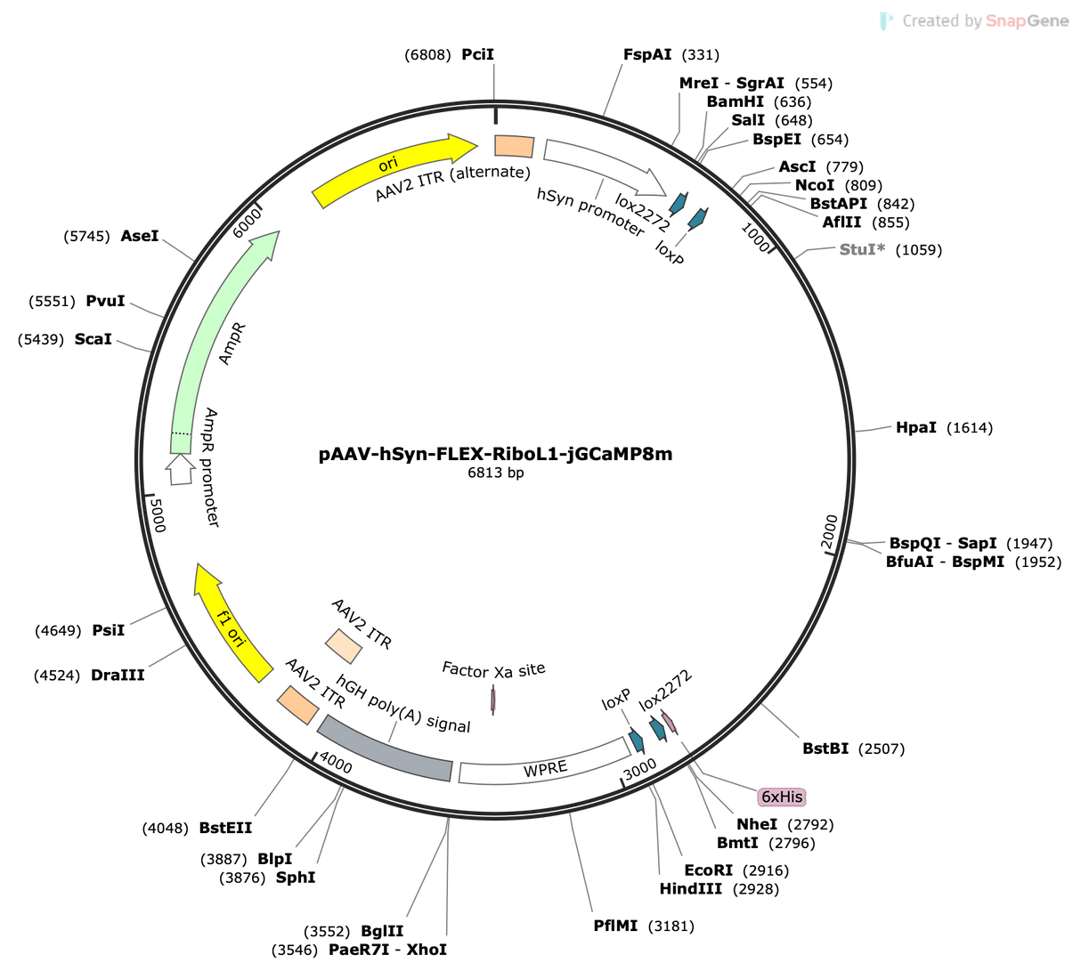 AAV-hSyn-FLEX-RiboL1-jGCaMP8m