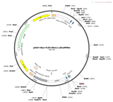 AAV-hSyn-FLEX-RiboL1-jGCaMP8m