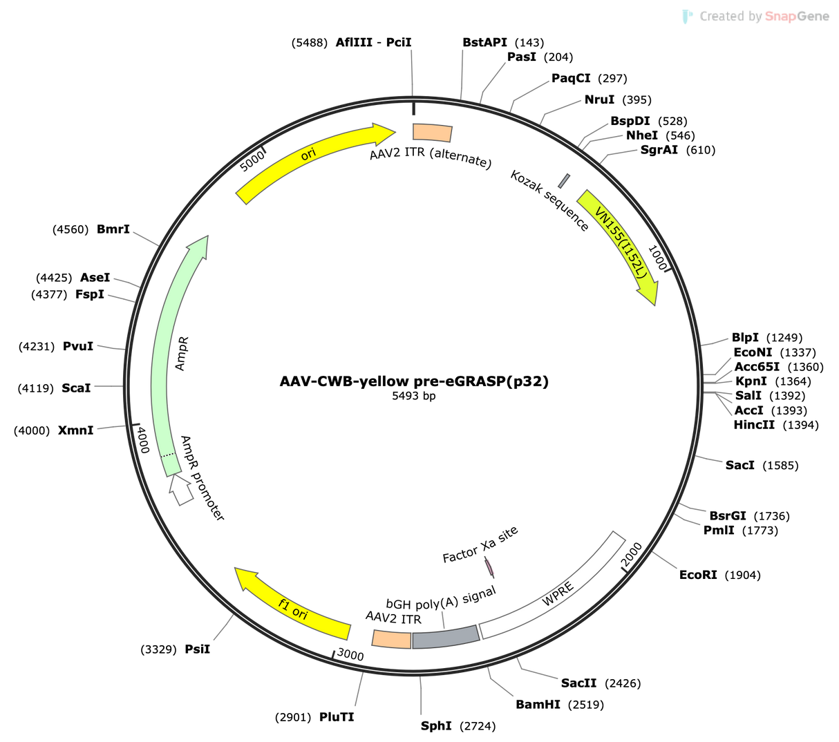 AAV-CWB-yellow pre-eGRASP(p32)
