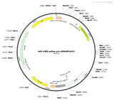 AAV-CWB-yellow pre-eGRASP(p32)
