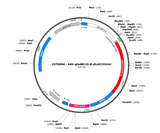 AAV-gfaABC1D-R-diLACCO2ctrl