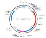 AAV-gfaABC1D-R-eLACCO3M