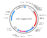 AAV-gfaABC1D-R-eLACCO3L