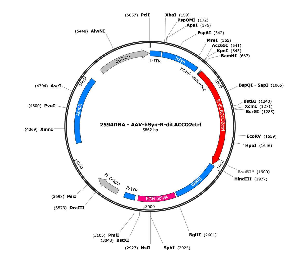 AAV-hSyn-R-diLACCO2ctrl
