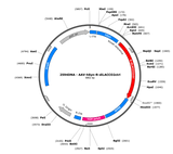 AAV-hSyn-R-diLACCO2ctrl
