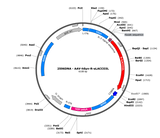 AAV-hSyn-R-eLACCO3L