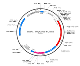 AAV-gfaABC1D-R-iLACCO2L