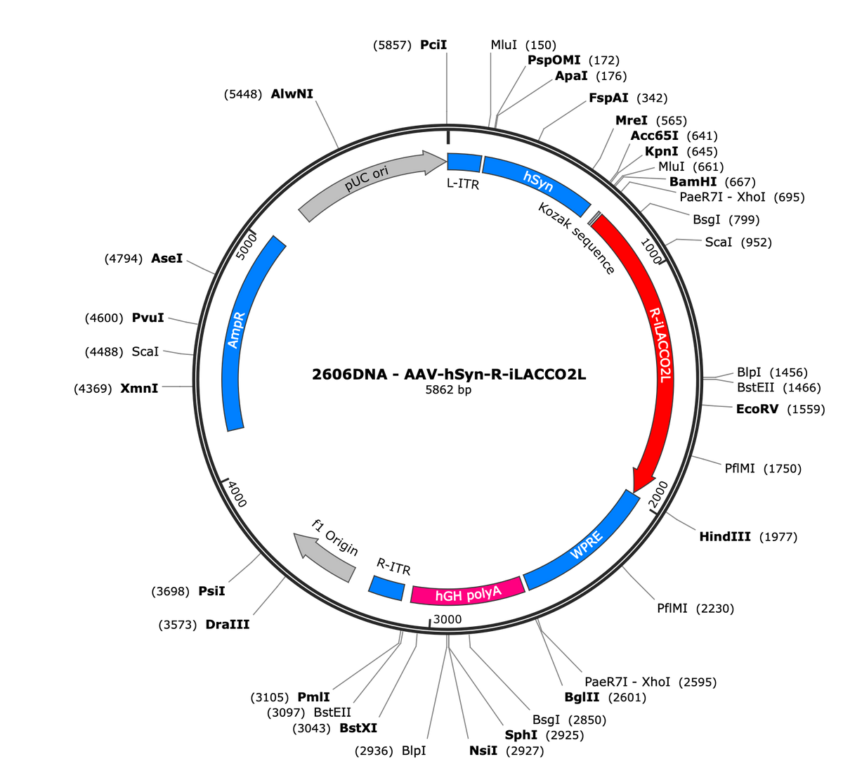 AAV-hSyn-R-iLACCO2L