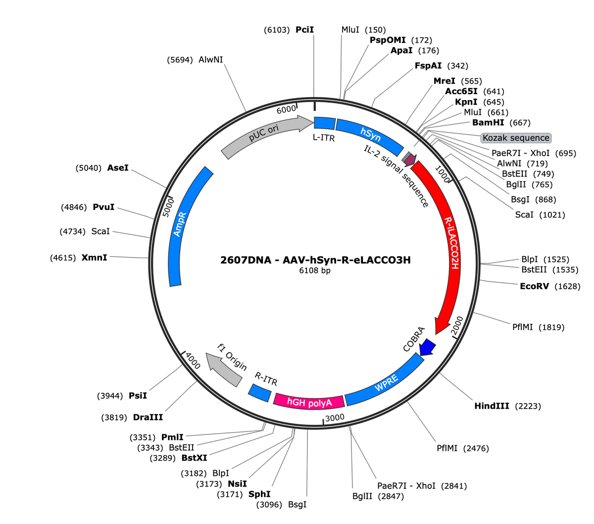 AAV-hSyn-R-eLACCO3H