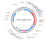 AAV-hSyn-R-eLACCO3H