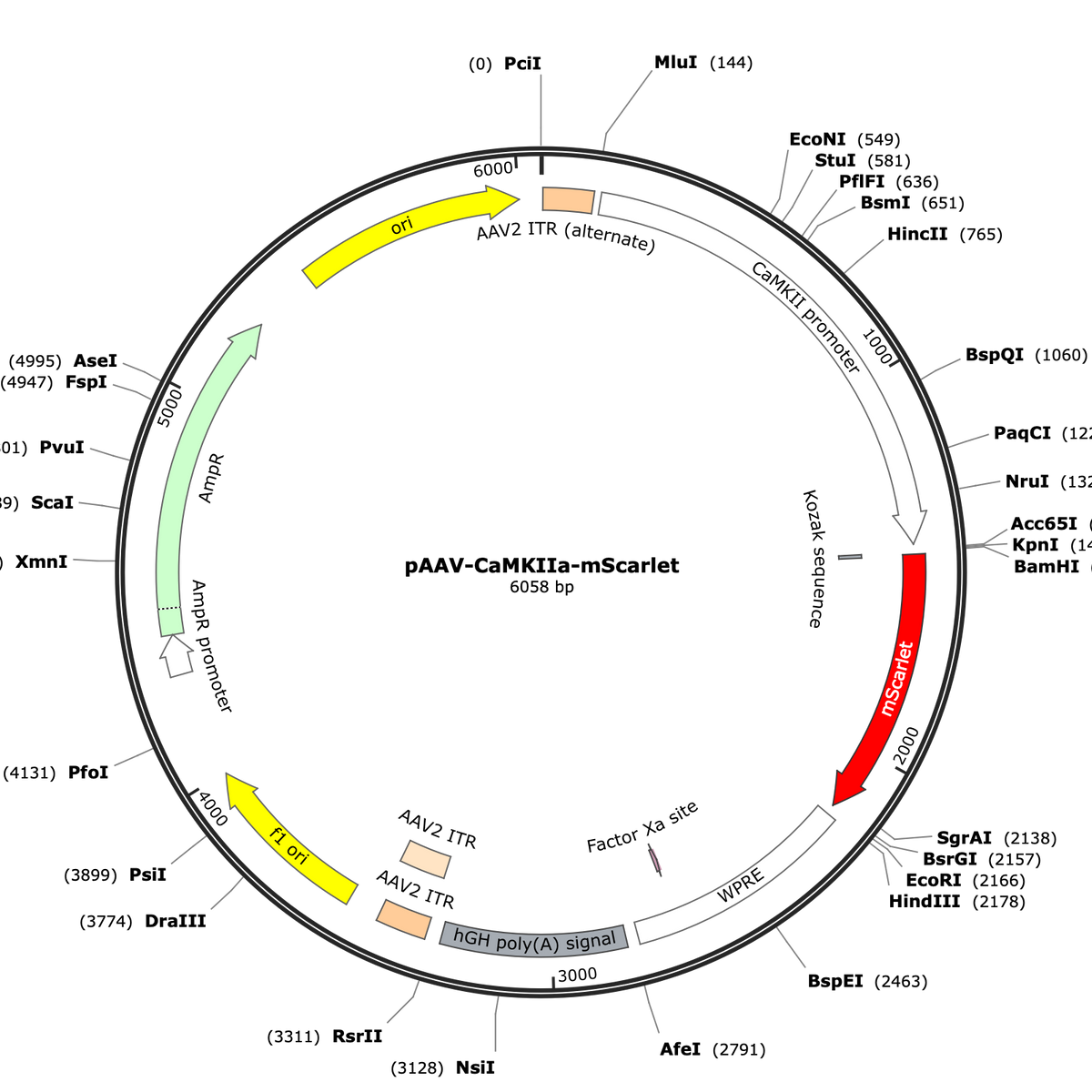 AAV-CaMKIIa-mScarlet | CNP Viral Vector Core – COVF Viral Vector Core