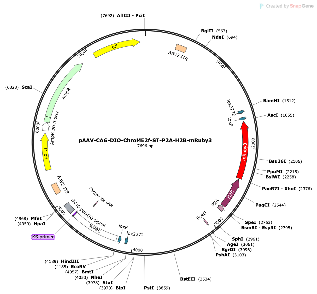 AAV-CAG-DIO-ChroME2f-ST-P2A-H2B-mRuby3