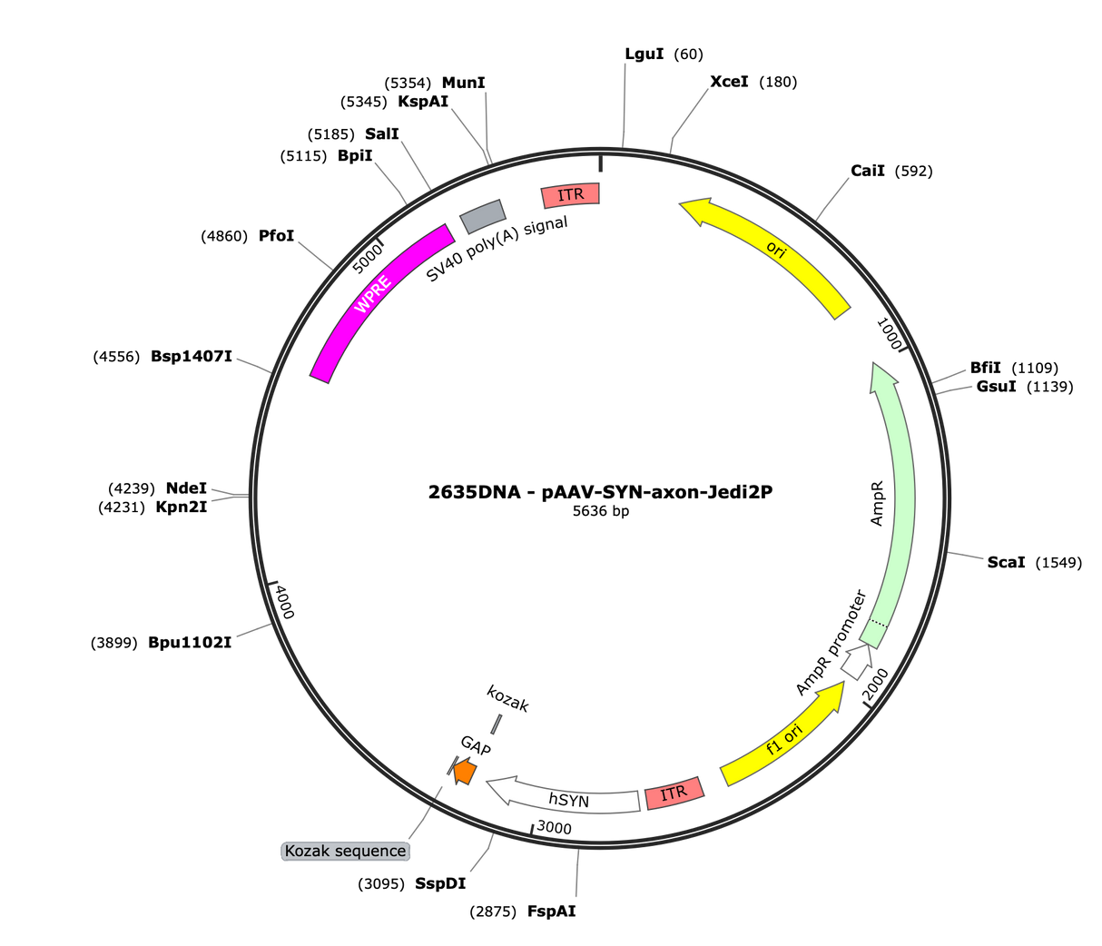 AAV-Syn-axon-jedi2p