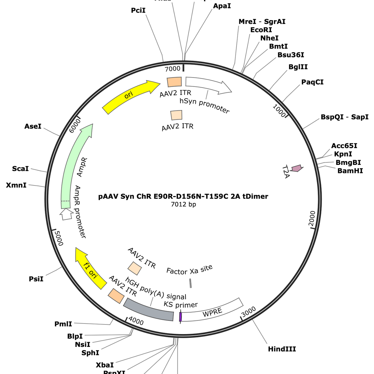 AAV-Syn-ChR-E90R-D156N-T159C-2A-tDimer-(slowChloC) – COVF Viral Vector Core