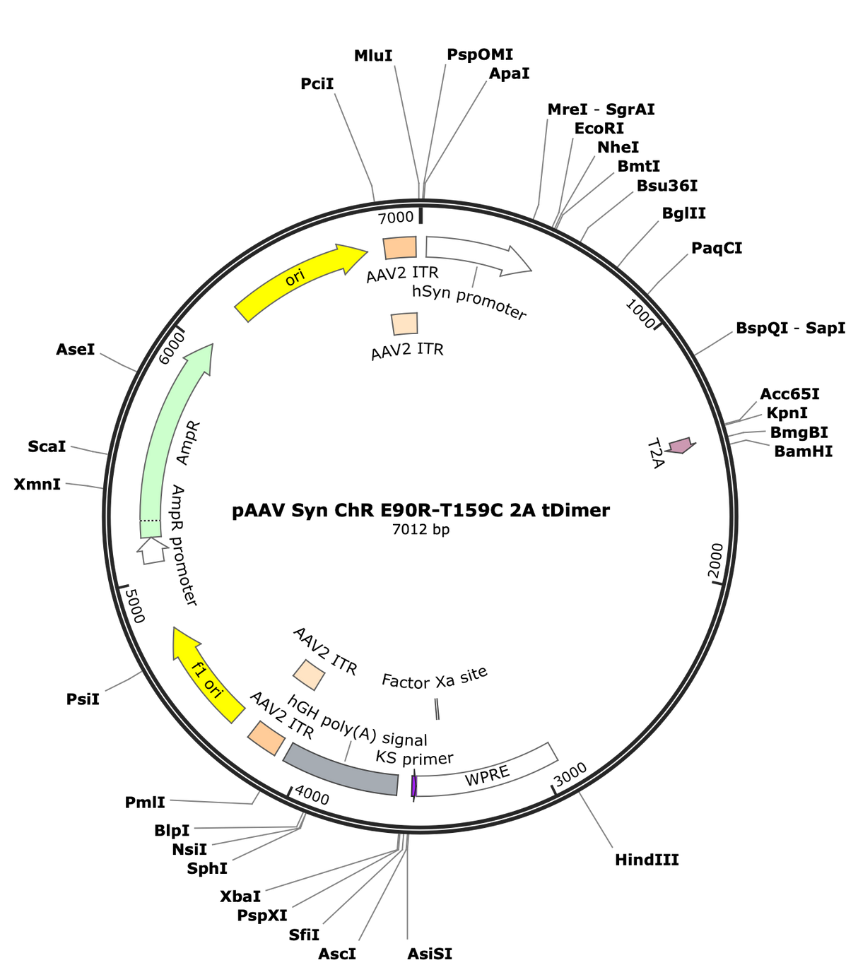 AAV-Syn-ChR-E90R-T159C-2A-tDimer-(fastChloC)