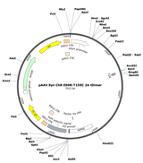 AAV-Syn-ChR-E90R-T159C-2A-tDimer-(fastChloC)