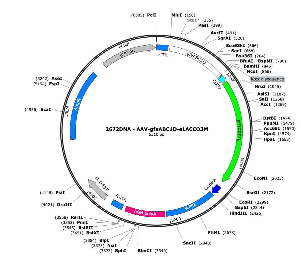 AAV-gfaABC1D-eLACCO3M