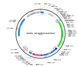 AAV-gfaABC1D-deLACCO3ctrl