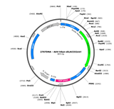 AAV-hSyn-diLACCO2ctrl