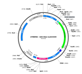 AAV-hSyn-eLACCO3H
