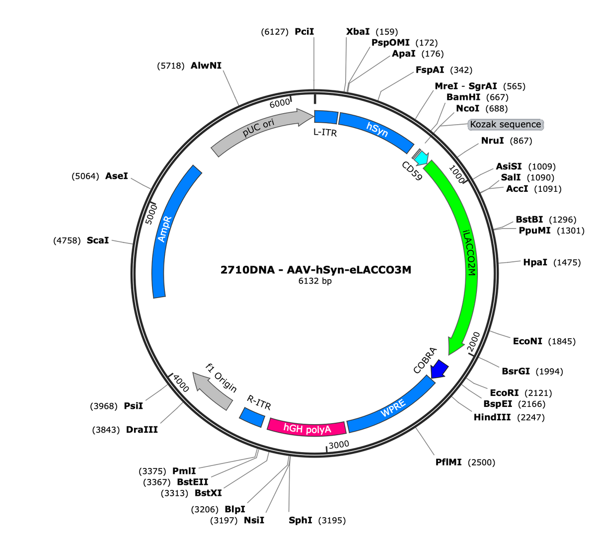AAV-hSyn-eLACCO3M