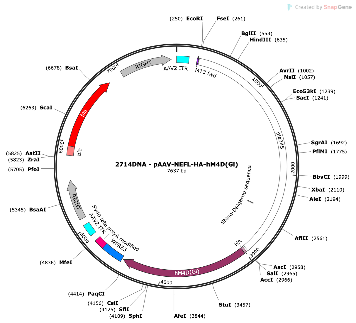 AAV-NEFL-HA-hM4D(Gi)
