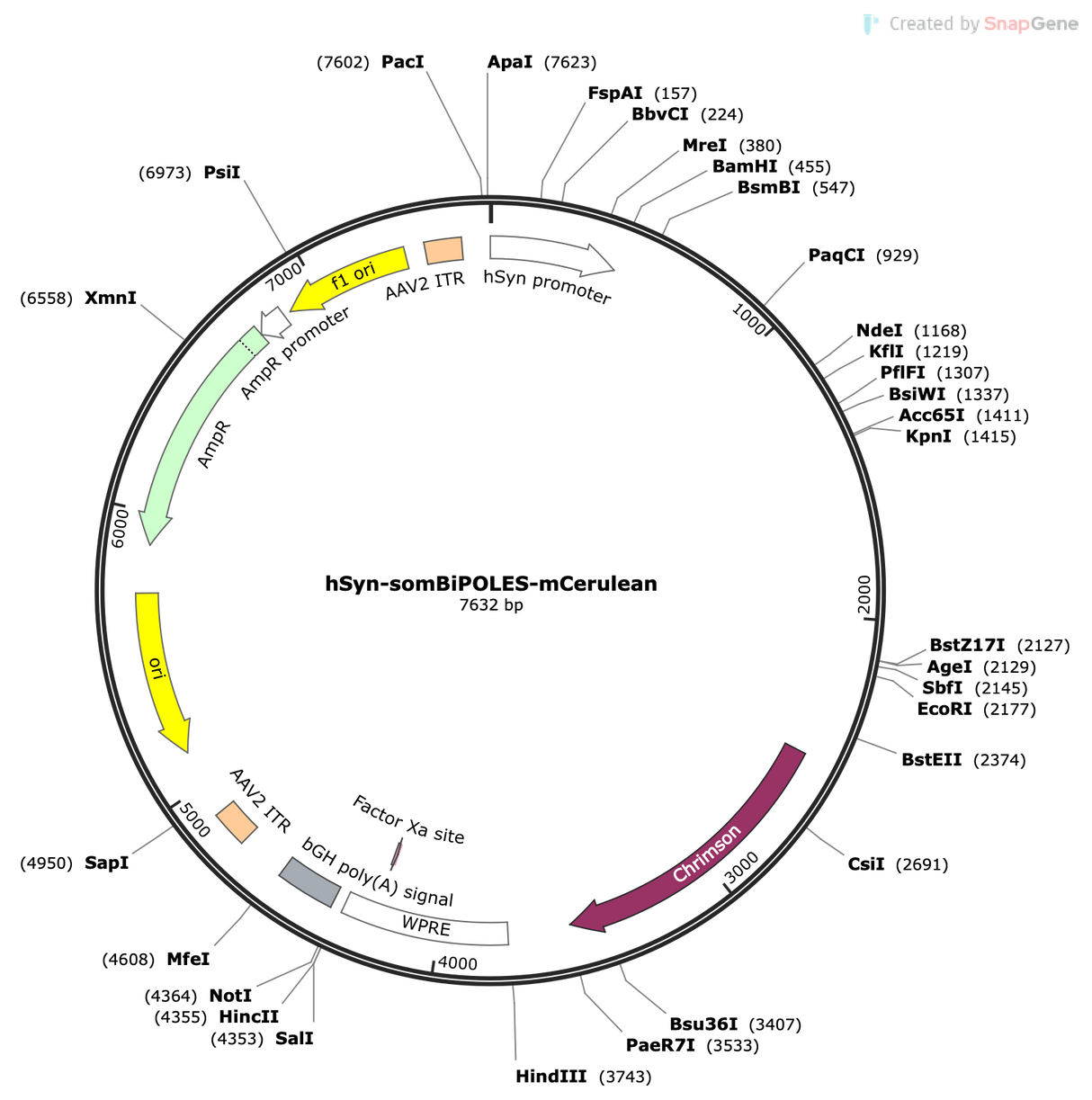 AAV-hSyn-somBiPOLES-mCerulean