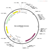 AAV-hSyn-somBiPOLES-mCerulean