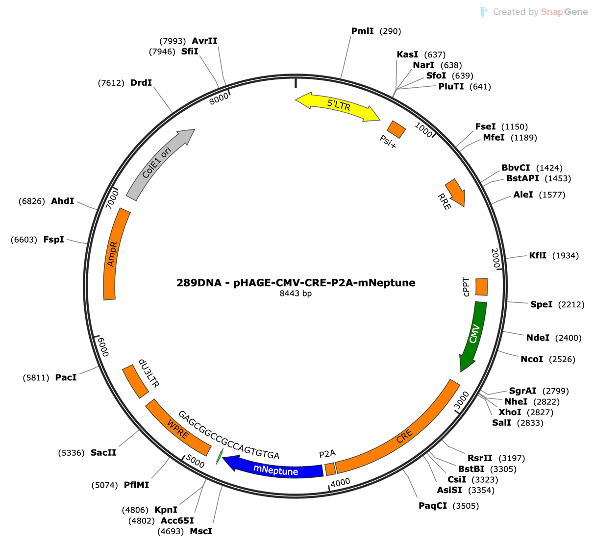 Lenti-CMV-CRE-P2A-mNeptune