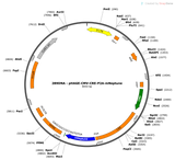 Lenti-CMV-CRE-P2A-mNeptune