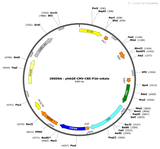 Lenti-CMV-CRE-P2A-mKate