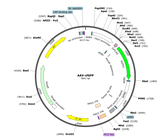 AAV-Syn-cfGFP