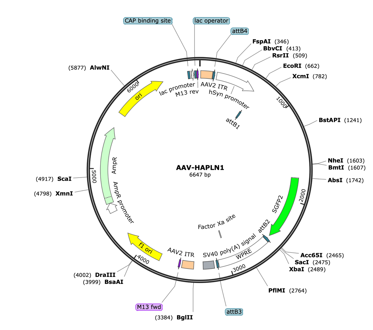 AAV-hSyn-HAPLN1-cfGFP