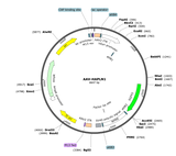 AAV-hSyn-HAPLN1-cfGFP