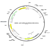 AAV-CaMKIIa-HA-hM4D(Gi)-IRES-mCitrine