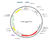 AAV-cTNT-iCre-IRES-tdTomato
