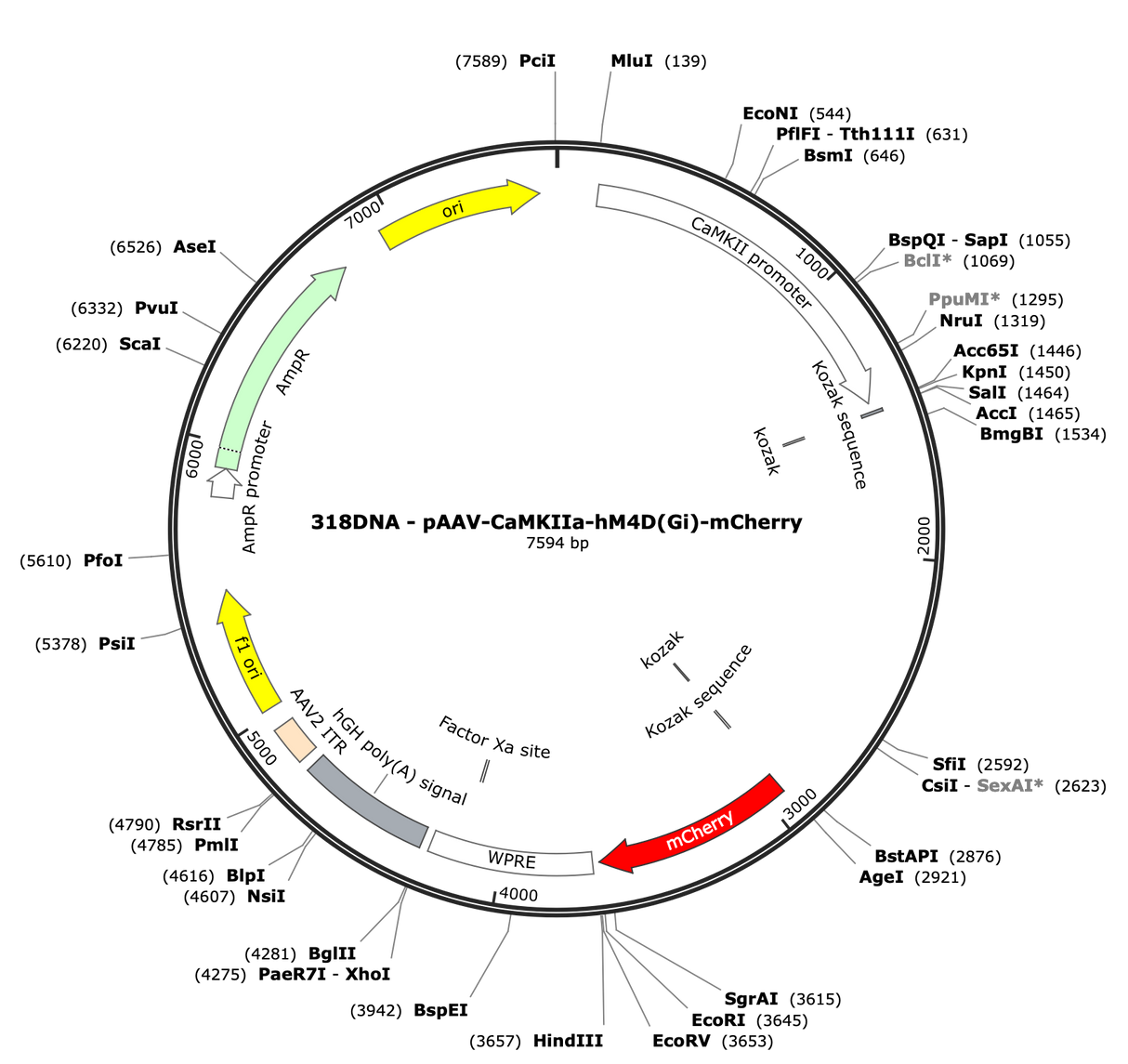 AAV-CaMKIIa-hM4D(Gi)-mCherry