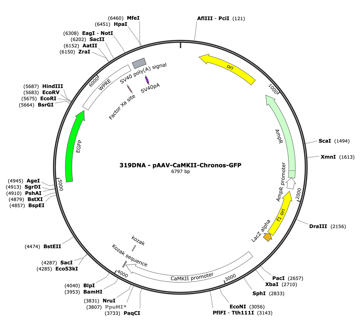 AAV-CaMKII-Chronos-GFP