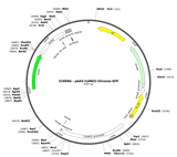 AAV-CaMKII-Chronos-GFP