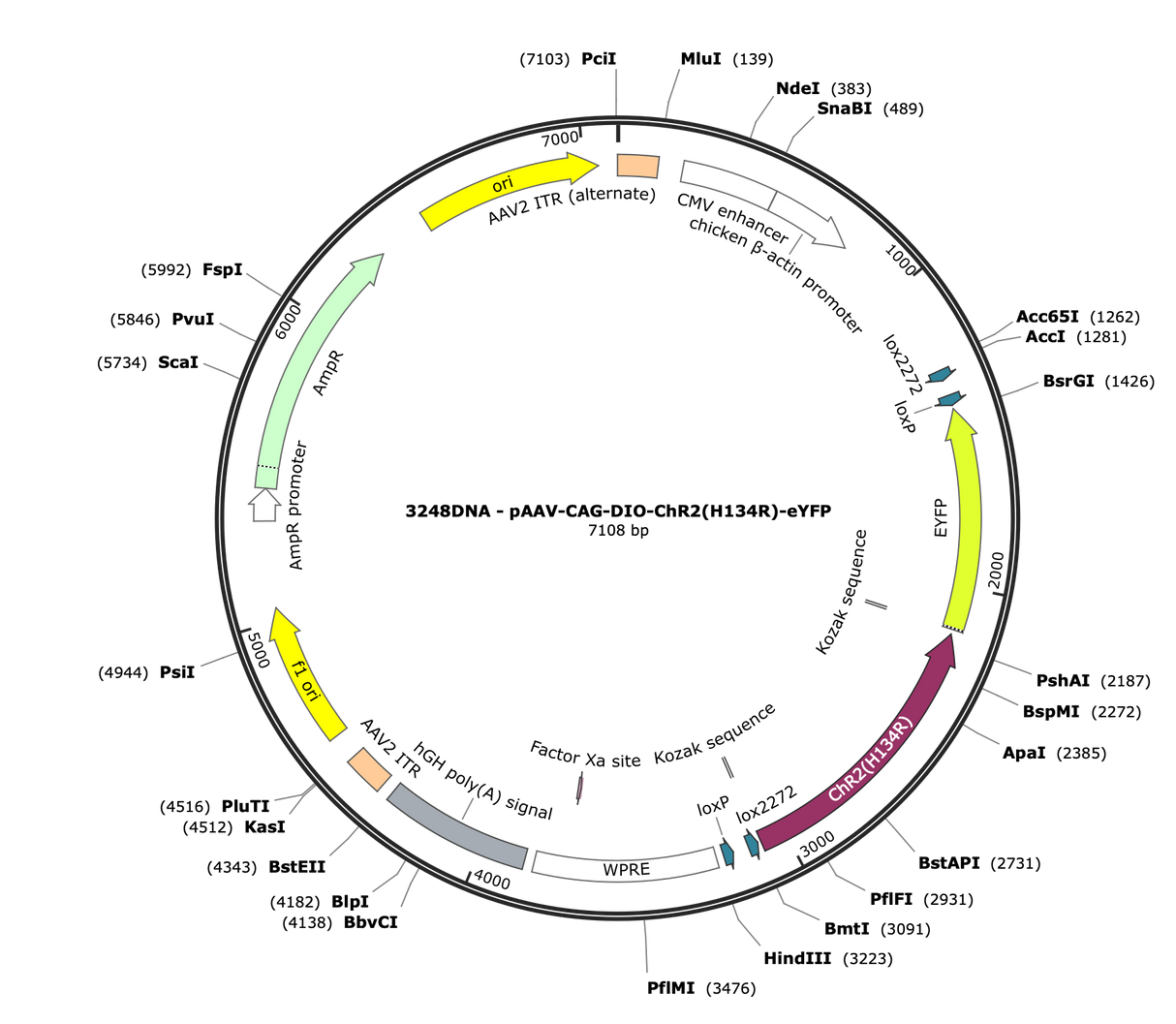 AAV-CAG-DIO-ChR2(H134R)-eYFP