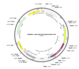 AAV-CAG-DIO-ChR2(H134R)-eYFP