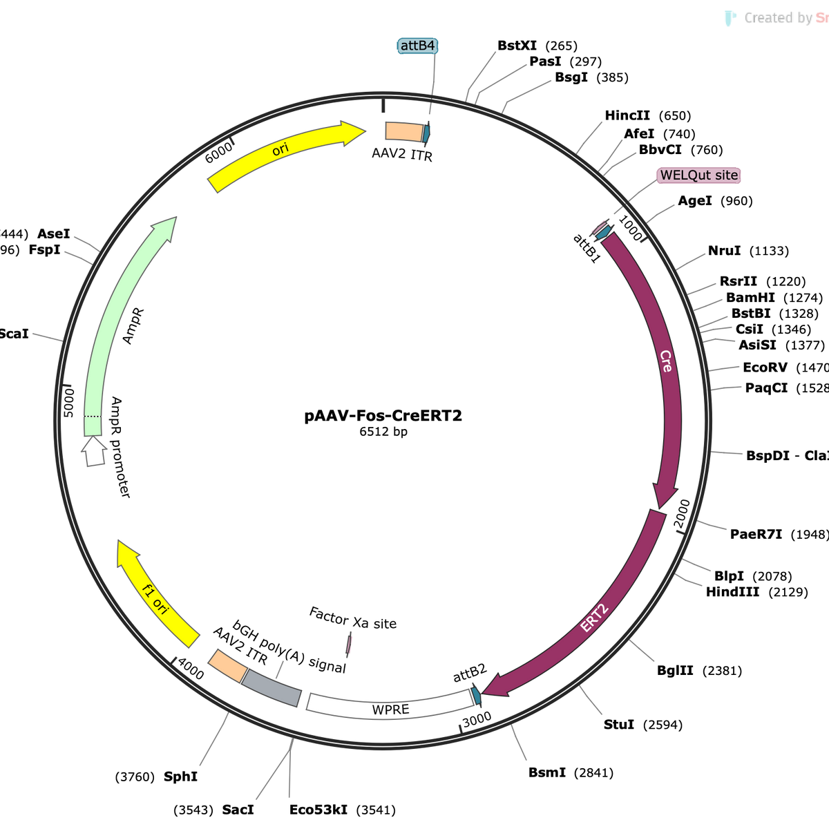 Fos Map AAV-Fos-CreERT2 | CNP Viral Vector Core – COVF Viral Vector Core